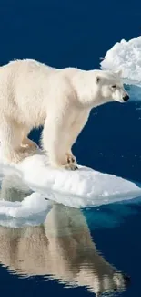 Polar bear standing on ice over blue Arctic waters.