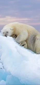 Polar bear resting on an iceberg in a calm ocean.