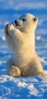 Adorable polar bear sitting on snowy terrain in arctic scenery.