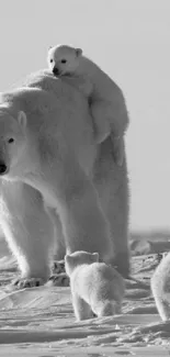 Polar bears roaming in a snowy Arctic landscape.