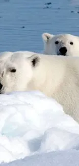 Polar bears resting on Arctic ice with serene blue water in the background.