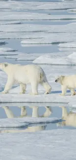 Polar bear family walking across arctic ice.