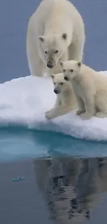 Polar bear family with cubs on ice pack.