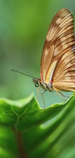 Pollinator Arthropod Butterfly Live Wallpaper