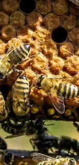 Close-up of bees on a honeycomb in nature.