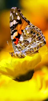 Pollinator Butterfly Insect Live Wallpaper