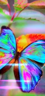 Pollinator Insect Butterfly Live Wallpaper