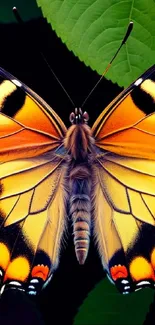 Pollinator Insect Butterfly Live Wallpaper