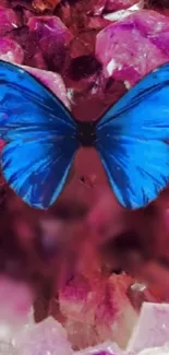 Pollinator Insect Butterfly Live Wallpaper