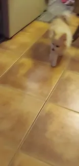 Pomeranian puppy walking on brown tiled floor.