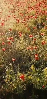 A lush poppy field glowing under golden sunlight captures nature's essence.