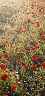 Vibrant poppy field with red flowers in lush green meadow.