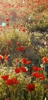 Bright red poppy field with golden sunlight glowing through.