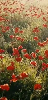 Vibrant poppy field glowing at sunrise with green and red hues.