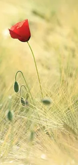 Red poppy flower in soft beige field background.