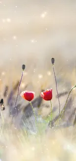 Poppy flowers in a blurred field with a beige and green background.