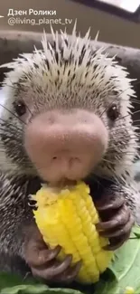 Porcupine enjoying corn on a tree branch.