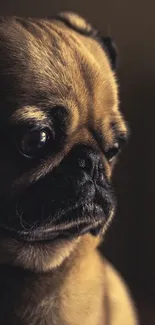 Close-up portrait of a brown pug dog.