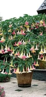 Potted flowering tree in garden beside brick house.