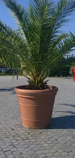 Outdoor potted palm tree on patio.