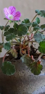 Vibrant potted plant with pink flower on display.