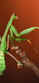 Vibrant green praying mantis on a branch with a brown background.