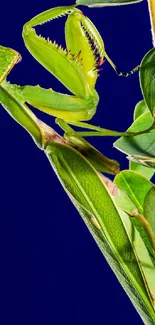 Green praying mantis perched on leaves with blue background wallpaper.