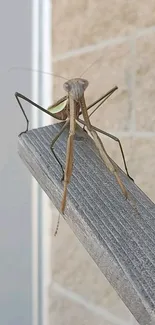 Praying mantis perched on a wooden railing with soft beige background.