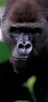 Primate Organism Terrestrial Animal Live Wallpaper