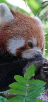 Red panda amongst green leaves, nibbling on a twig in a natural setting.