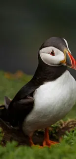 Puffin standing on a lush green cliffside, vibrant nature wallpaper.