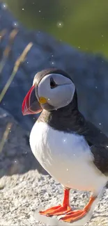 Close-up of a puffin on a rocky shore with a vibrant background.