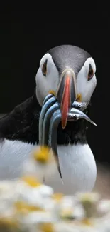 Puffin holding fish with stunning detail and natural background.