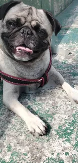 Pug Dog Green Live Wallpaper