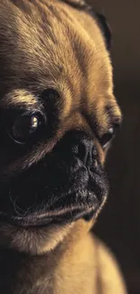 Pug Head Dog Live Wallpaper