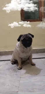 Cute pug sitting indoors with fluffy cloud overlay.