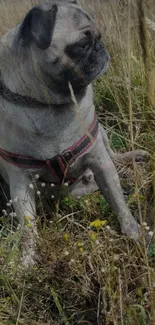 Pug sitting in a grassy field, looking peaceful.