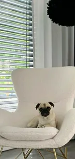 Cozy pug seated on a modern white chair.