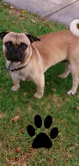 Cute pug standing on grass with paw print overlay.