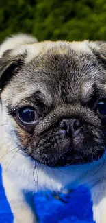 Adorable pug puppy on a vibrant blue background.