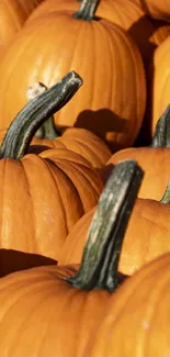 Vibrant pumpkin patch with orange hues, perfect for an autumn-themed mobile wallpaper.