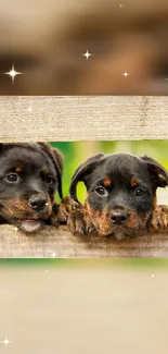 Two Rottweiler puppies peeking through a wooden fence with a bokeh background.