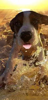 Playful puppy splashes in golden ocean waves at sunset on a beach.