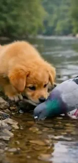 Puppy and pigeon drinking water by a river.
