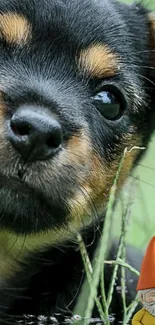 Close-up of a cute puppy with a small garden gnome in green grass.