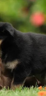 Cute puppy and kitten playing on green grass.