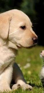 Golden puppy and kitten in green field wallpaper.