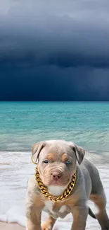 Cute puppy with gold chain on a beach.