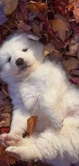 Fluffy white puppy resting on autumn leaves.