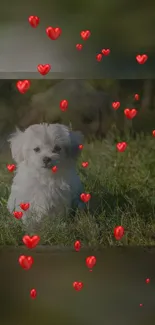 Fluffy white puppy surrounded by red hearts on grass.